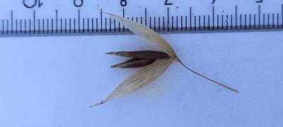 Click for 4 image(s) for this accession. Spikelet